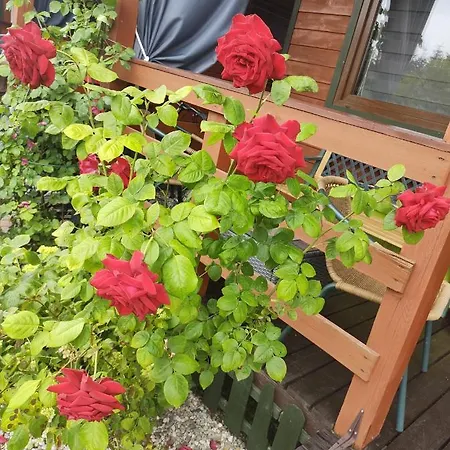 Makowe * Wladyslawowo