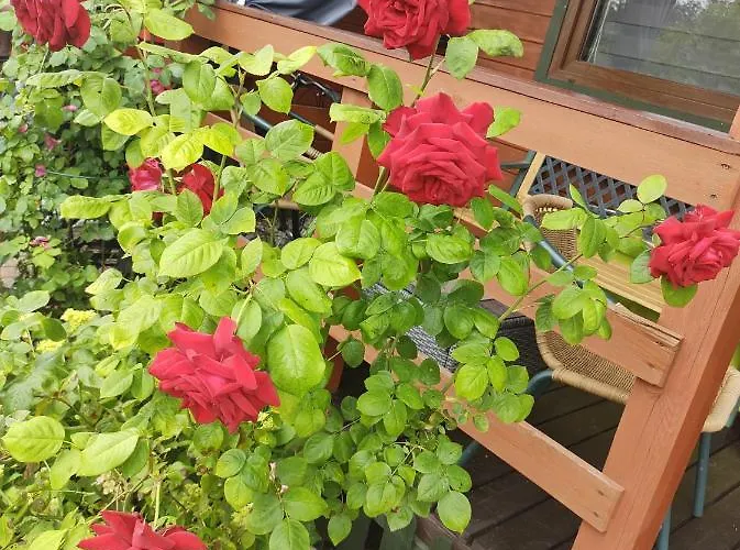 Makowe * Władysławowo